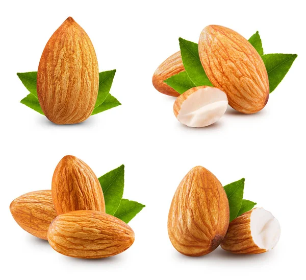 Collecte des amandes noix — Photo