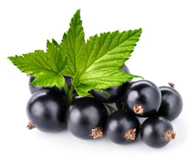 Siyah frenk üzümü dalı