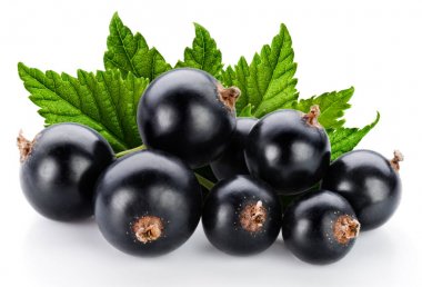 Siyah frenk üzümü dalı