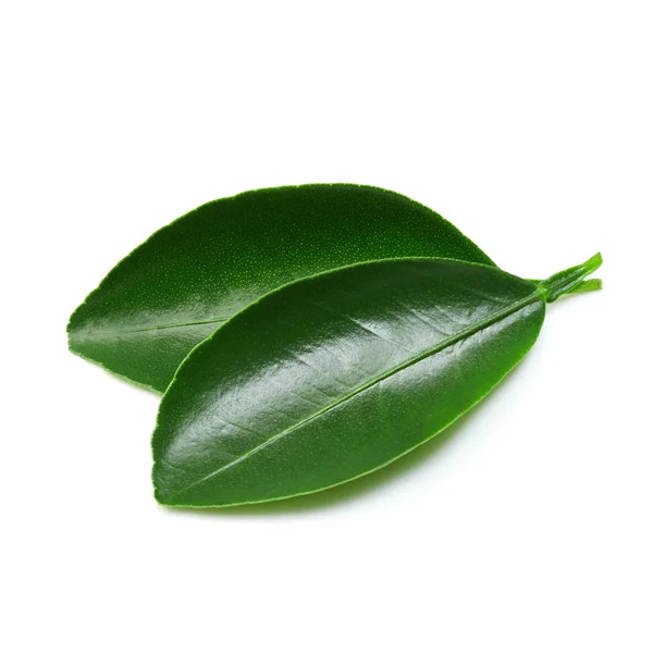 Цитрусові листя, ізольовані — стокове фото