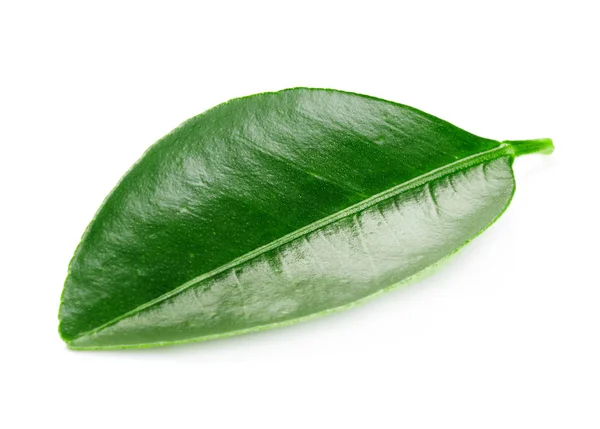 Цитрусові листя, ізольовані — стокове фото