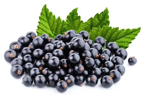 Black currant branch — Stock Photo, Image
