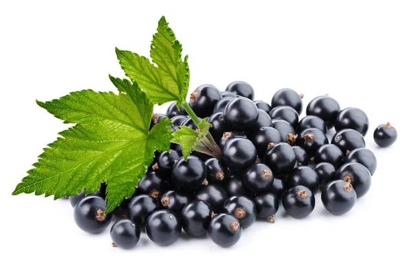 Ramo di ribes nero — Foto Stock