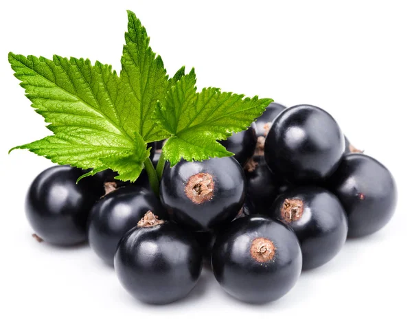 Siyah frenk üzümü dalı