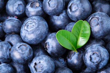 Olgun Blueberry arka plan