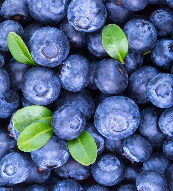 Olgun Blueberry arka plan