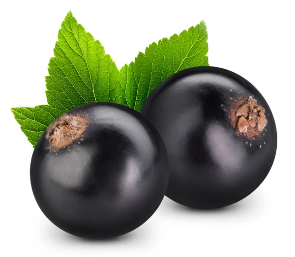 Siyah frenk üzümü dalı