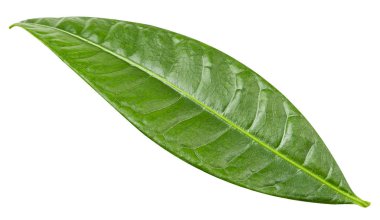 Mango izole bırakır