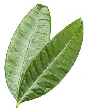 Mango izole bırakır