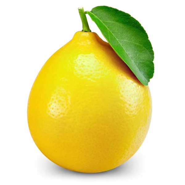 Folha de limão — Fotografia de Stock