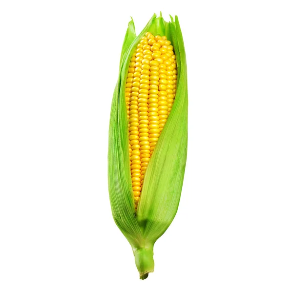 Corn isolated on white — Stock Photo, Image