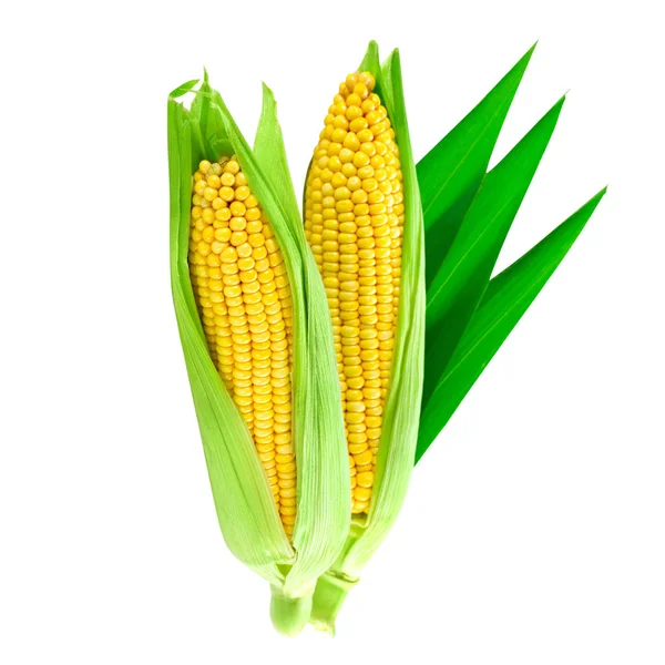 Kukuřice izolovaných na bílém — Stock fotografie