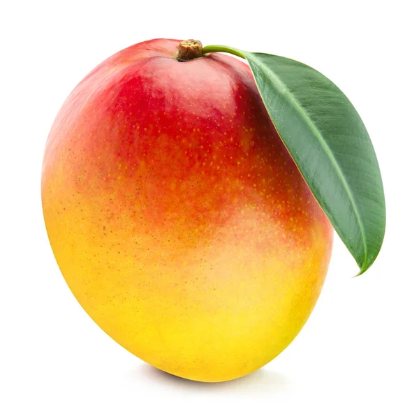 Mango blad geïsoleerd — Stockfoto