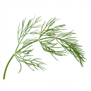 Dill beyaz üzerine izole