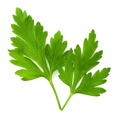 Maydanoz beyazda izole