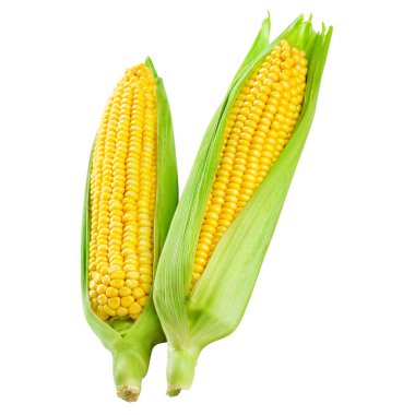 Mısır üzerinde beyaz izole