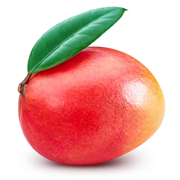 Hoja de mango aislada — Foto de Stock