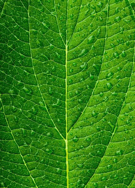 Foglia verde sfondo — Foto Stock