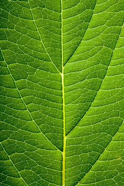 Groene blad achtergrond — Stockfoto