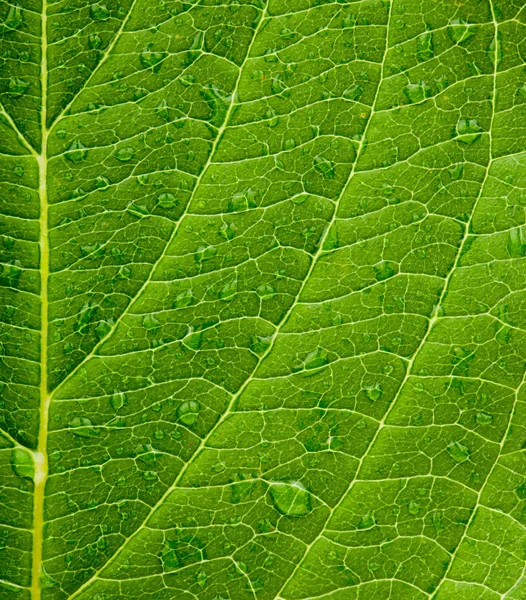 Grönt blad bakgrund — Stockfoto