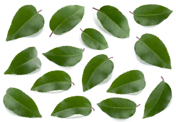 Colección de hojas verdes — Foto de Stock