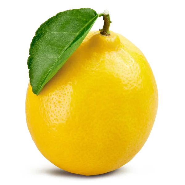 Zitronenblätter — Stockfoto