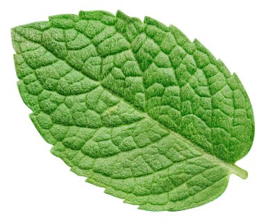 izole nane yaprakları