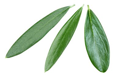 Zeytin yaprağı üzerinde beyaz izole