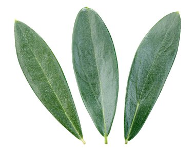 Zeytin yaprağı üzerinde beyaz izole