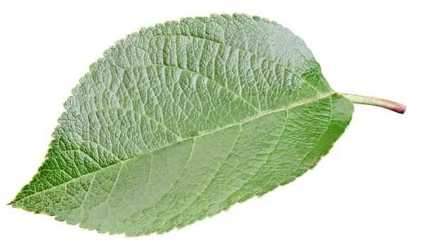 Hojas de manzana aisladas en blanco — Foto de Stock