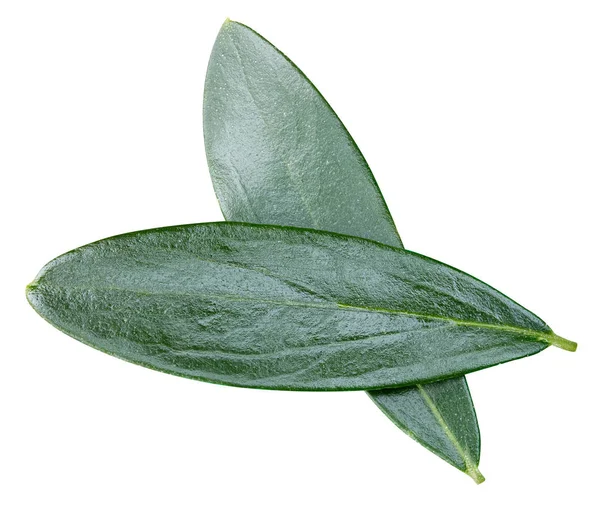 Izolowany liść oliwy — Zdjęcie stockowe