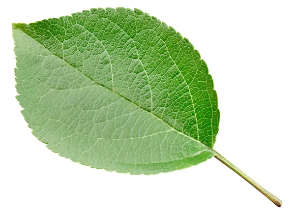 Feuilles de pomme isolées sur blanc Images De Stock Libres De Droits