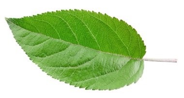 Elma yaprakları beyaz üzerine izole