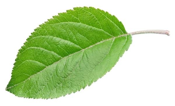 Hojas de manzana aisladas en blanco — Foto de Stock