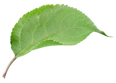 Elma yaprakları beyaz üzerine izole