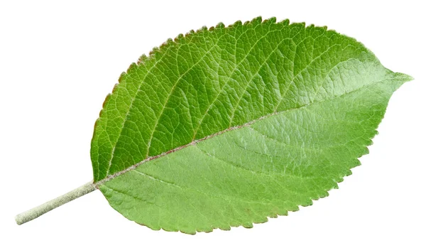 Feuilles de pomme isolées — Photo