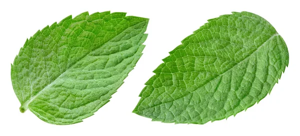 Mint Leaf Isolated Clipping Path Mint — Stock Photo, Image