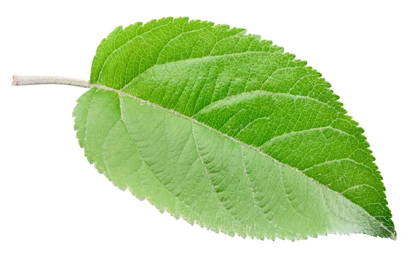 Elma yaprakları beyaz arka planda izole. Bir Yaprak Elma Kırpma Yolu.