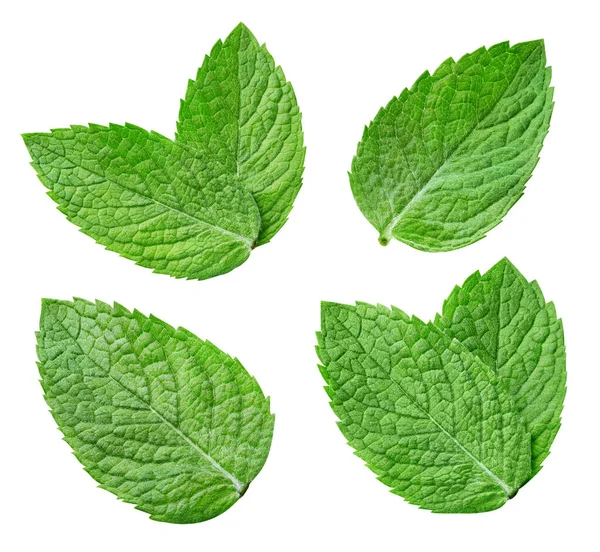 Fresh mint leaf collection — Stock Photo, Image