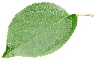 Beyaz arka planda yeşil elma yaprağı izole edilmiş. Apple Kırpma Yolunu Bırakır.