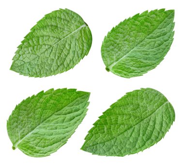 Naneli makro stüdyo fotoğrafı. Nane yaprağı izole kesme yolu. Beyaz arkaplanda nane şekeri koleksiyonu.