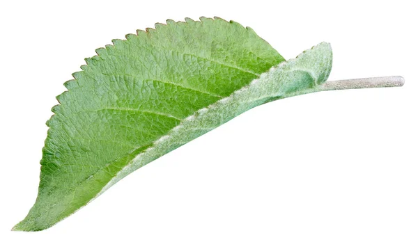 Foglia Mela Verde Isolata Sfondo Bianco Lascia Percorso Ritaglio Apple — Foto Stock