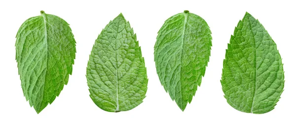 Mint Leaf Isolated Clipping Path Collection Mint White Background Mint — Stock Photo, Image