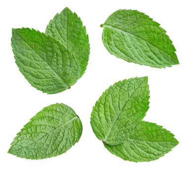 Yaprak nane izole edilmiş. Kırpma yolu olan nane koleksiyonu. Tam alan derinliği