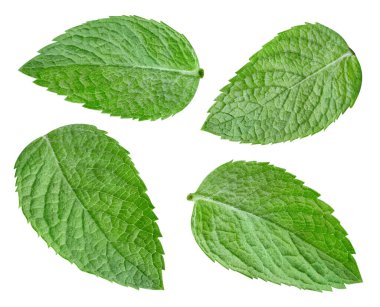 Beyaz arka planda izole edilmiş bir grup nane yaprağını kapatın. Nane şekeri koleksiyonu. Naneli makro stüdyo fotoğrafı.