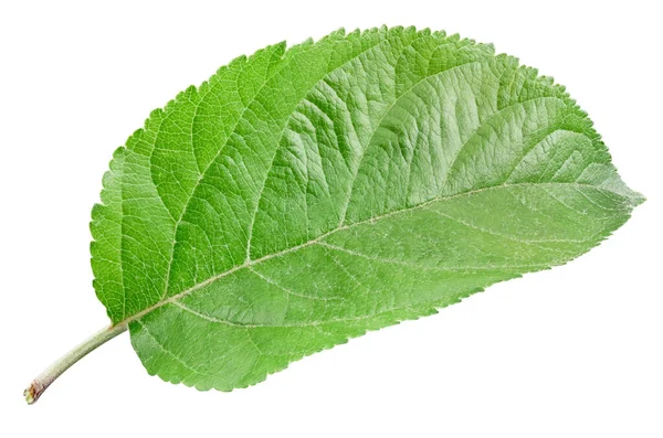 Grönt Äpple Blad Isolerad Vit Bakgrund Lämnar Apple Klippbana — Stockfoto