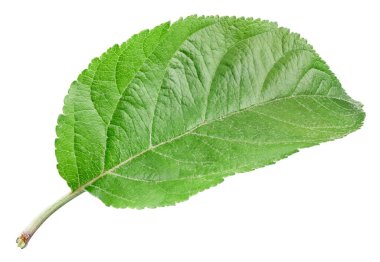 Elma yaprakları beyaz üzerine izole
