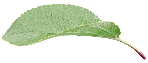 Grönt Äpple Blad Isolerad Vit Bakgrund Lämnar Apple Klippbana — Stockfoto