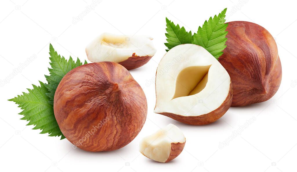 Hazelnut nut. Hazelnut isolated on white background. Hazelnut clipping path.