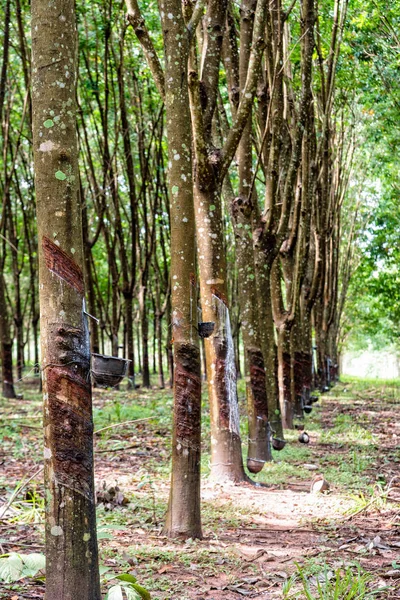 Rubber tree plantation — Stock Photo, Image